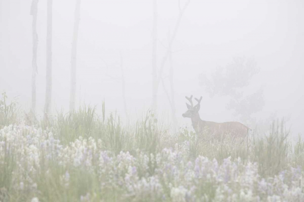 Wall Art Painting id:128272, Name: Colorado, Pike NF A mule deer in foggy meadow, Artist: Grall, Don
