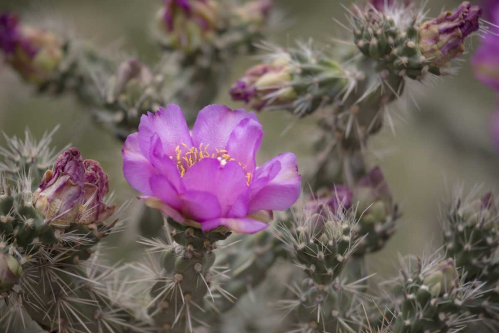 Wall Art Painting id:128160, Name: USA, Colorado Tree cholla cactus in bloom, Artist: Grall, Don