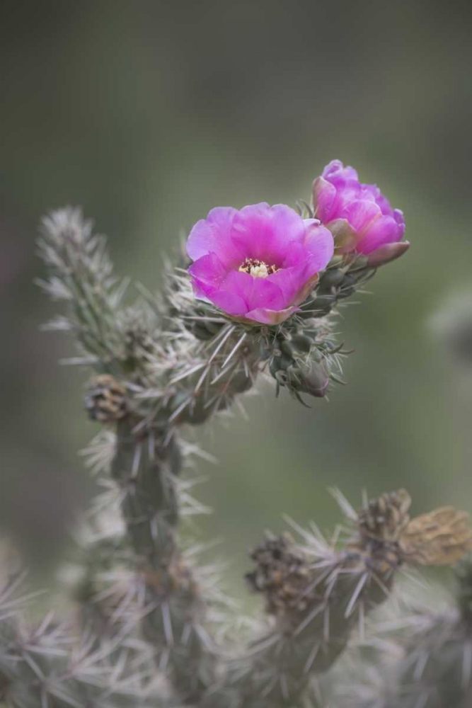 Wall Art Painting id:128161, Name: USA, Colorado Tree cholla cactus in bloom, Artist: Grall, Don