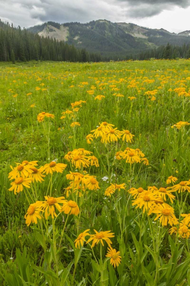 Wall Art Painting id:129718, Name: CO, Gunnison NF Sneezeweed blossoms in a meadow, Artist: Illg, Cathy and Gordon