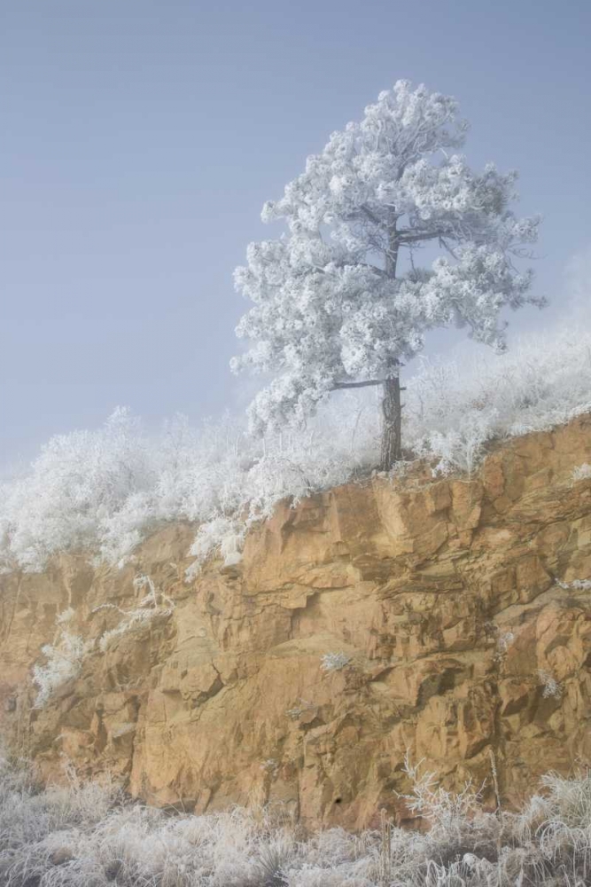 Wall Art Painting id:128322, Name: Colorado, Pike NF Hoarfrost on trees and grass, Artist: Grall, Don