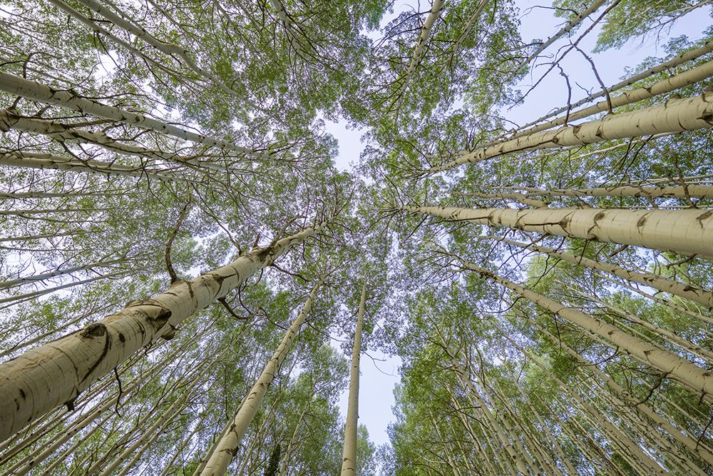 Wall Art Painting id:513568, Name: USA-Colorado-Gunnison National Forest Looking up at aspen trees, Artist: Jaynes Gallery