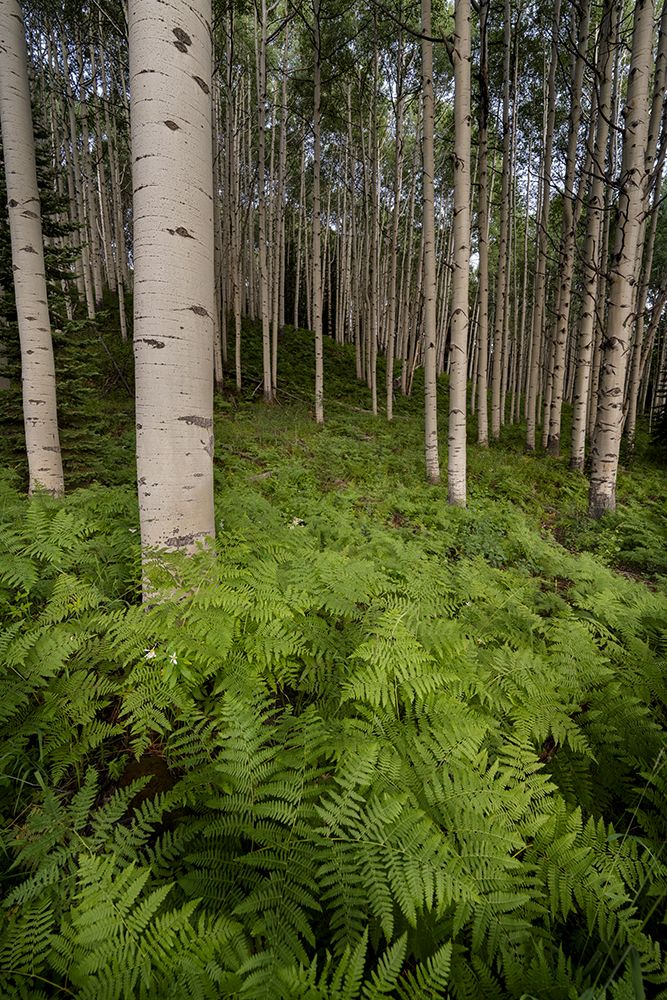 Wall Art Painting id:513569, Name: USA-Colorado-Gunnison National Forest Aspen trees and western bracken ferns in forest, Artist: Jaynes Gallery