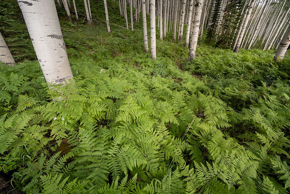 Wall Art Painting id:513570, Name: USA-Colorado-Gunnison National Forest Aspen trees and western bracken ferns in forest, Artist: Jaynes Gallery