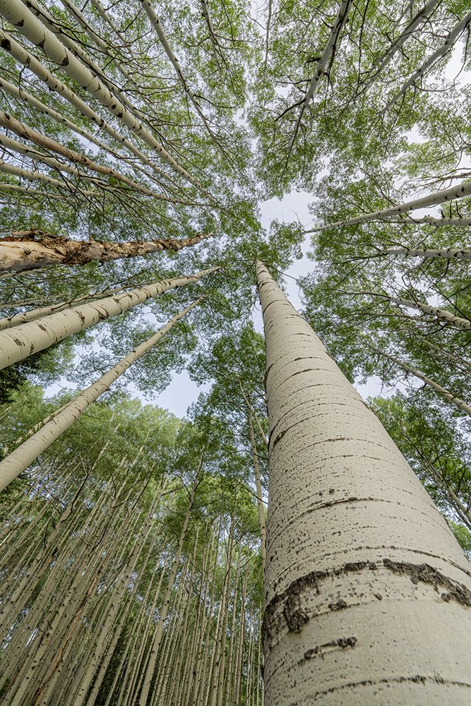 Wall Art Painting id:513571, Name: USA-Colorado-Gunnison National Forest Looking up at aspen trees, Artist: Jaynes Gallery
