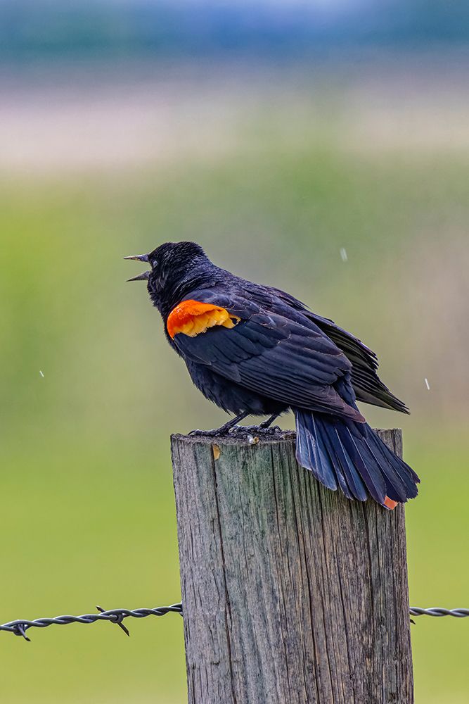 Wall Art Painting id:604608, Name: USA-Colorado-Fort Collins. Male red-winged blackbird calling for a mate., Artist: Jaynes Gallery