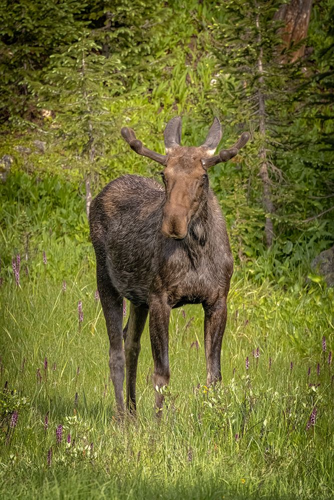 Wall Art Painting id:652245, Name: USA-Colorado-Cameron Pass Bull moose close-up, Artist: Jaynes Gallery