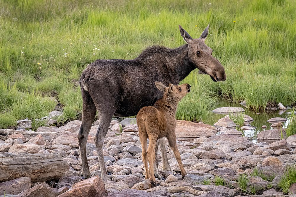 Wall Art Painting id:652247, Name: USA-Colorado-Cameron Pass Female moose with calf, Artist: Jaynes Gallery