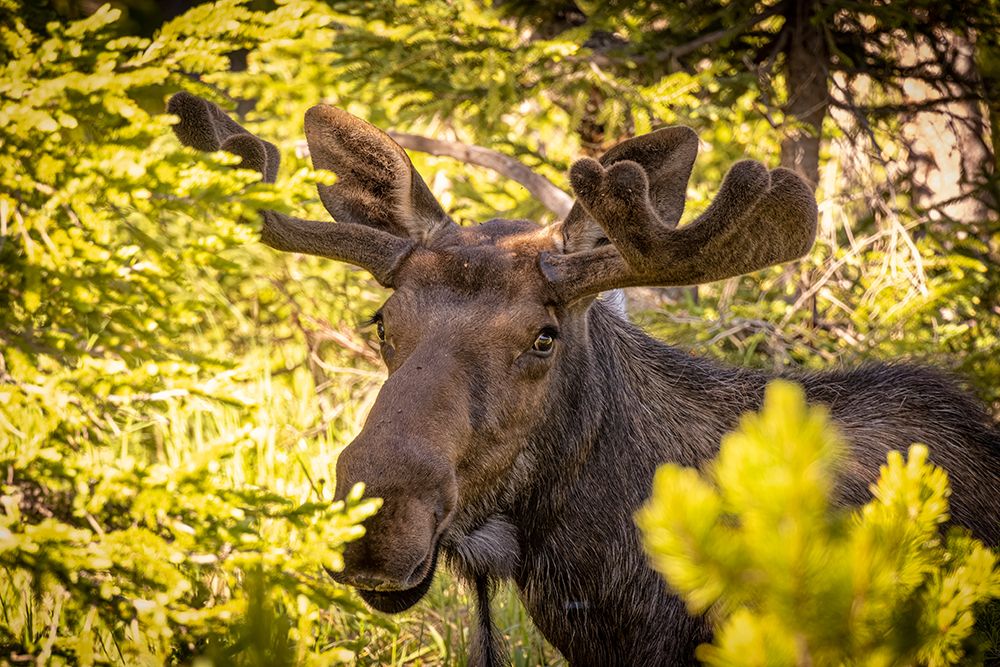 Wall Art Painting id:652248, Name: USA-Colorado-Cameron Pass Bull moose close-up, Artist: Jaynes Gallery