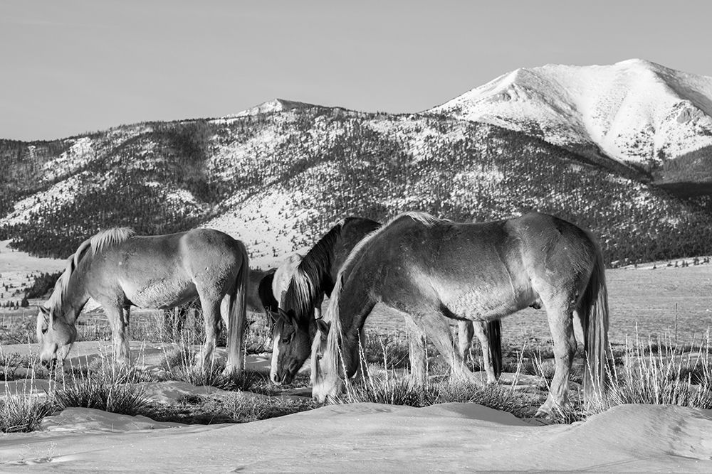 Wall Art Painting id:513657, Name: USA-Colorado-Westcliffe Music Meadows Ranch Herd of horses with Rocky Mountains in the distance, Artist: Hopkins, Cindy Miller