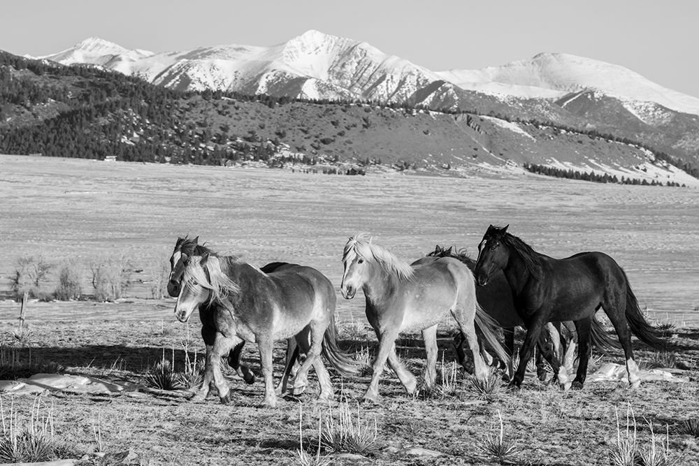 Wall Art Painting id:513659, Name: USA-Colorado-Westcliffe Music Meadows Ranch Herd of horses with Rocky Mountains in the distance, Artist: Hopkins, Cindy Miller