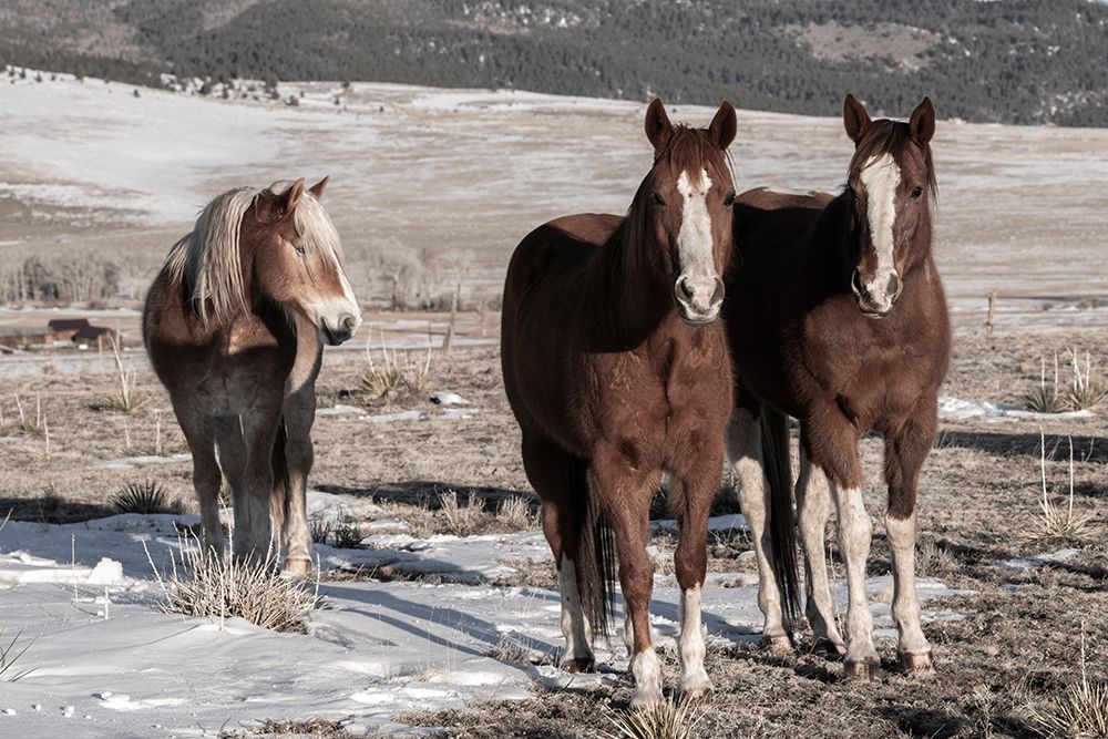 Wall Art Painting id:513660, Name: USA-Colorado-Westcliffe Music Meadows Ranch Sorrel horses with draft horse, Artist: Hopkins, Cindy Miller