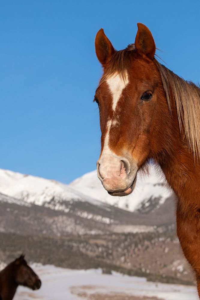 Wall Art Painting id:513661, Name: USA-Colorado-Westcliffe Sorrel horse with Rocky Mountains in the distance, Artist: Hopkins, Cindy Miller