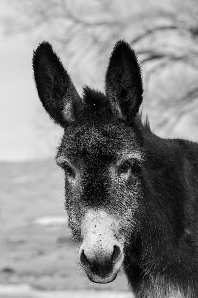 Wall Art Painting id:513666, Name: USA-Colorado-Westcliffe Music Meadows Ranch Cute old ranch donkey-face detail, Artist: Hopkins, Cindy Miller