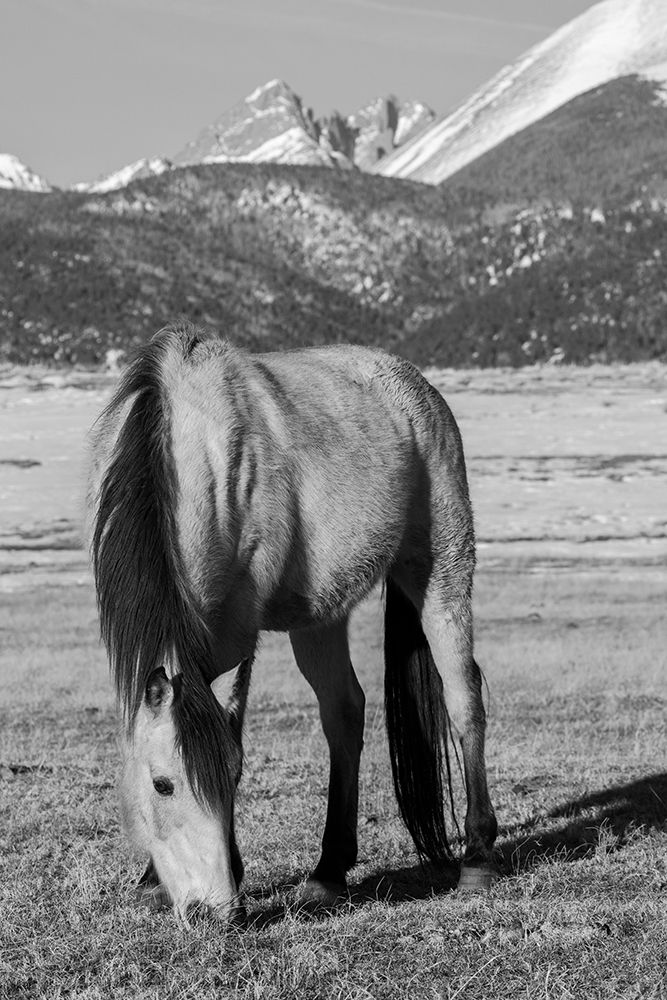 Wall Art Painting id:513673, Name: USA-Colorado-Westcliffe Music Meadows Ranch Buckskin horse with Rocky Mountains in the distance, Artist: Hopkins, Cindy Miller