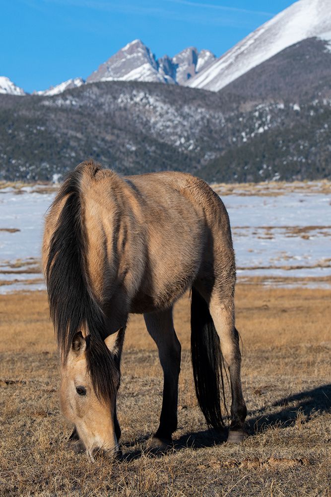 Wall Art Painting id:513674, Name: USA-Colorado-Westcliffe Music Meadows Ranch Buckskin horse with Rocky Mountains in the distance, Artist: Hopkins, Cindy Miller