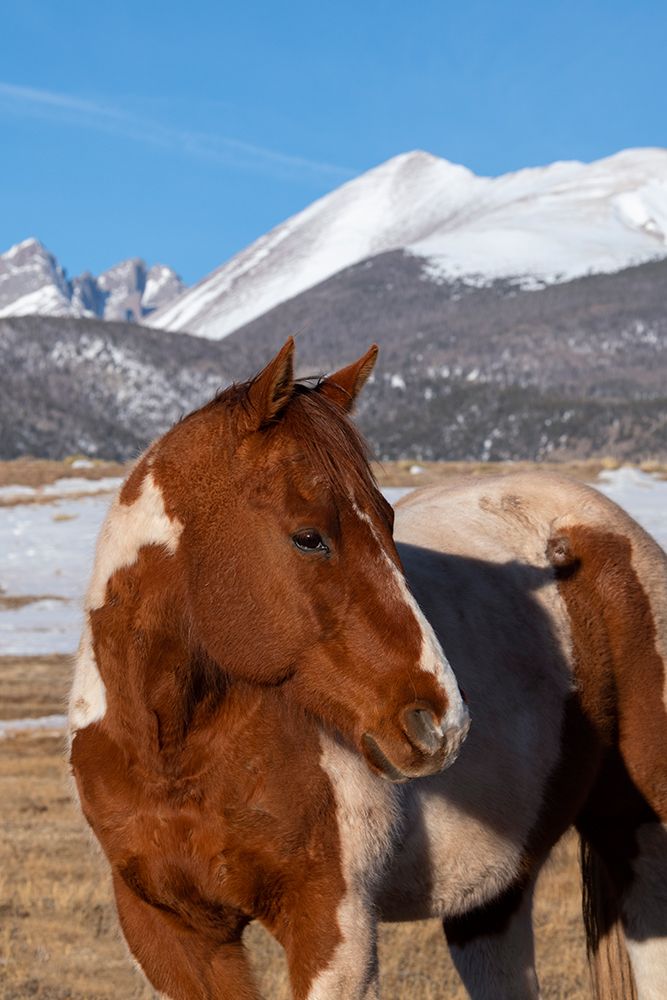 Wall Art Painting id:513675, Name: USA-Colorado-Westcliffe Music Meadows Ranch Paint horse with Rocky Mountains in the distance, Artist: Hopkins, Cindy Miller