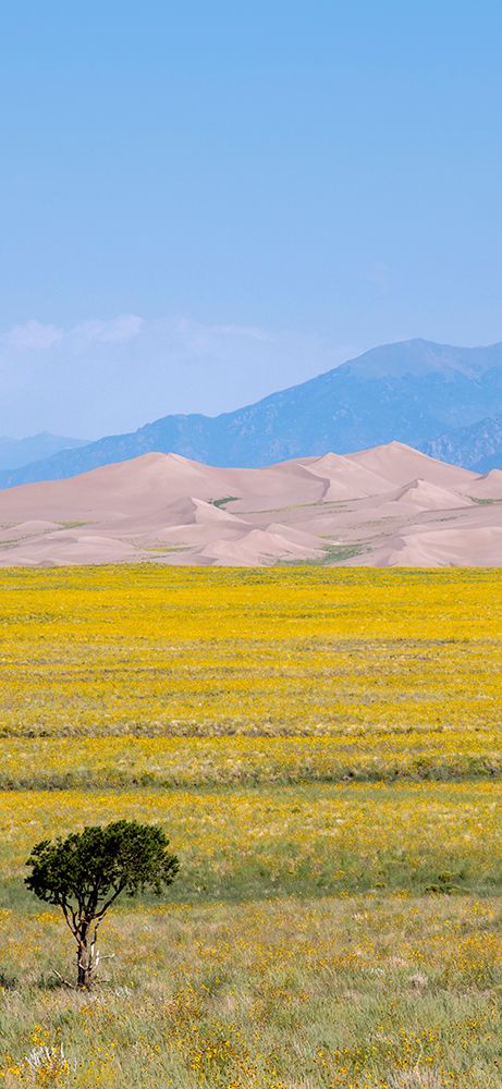 Wall Art Painting id:513679, Name: USA-Colorado-San Luis Valley-Great Sand Dunes National Park, Artist: Hopkins, Cindy Miller