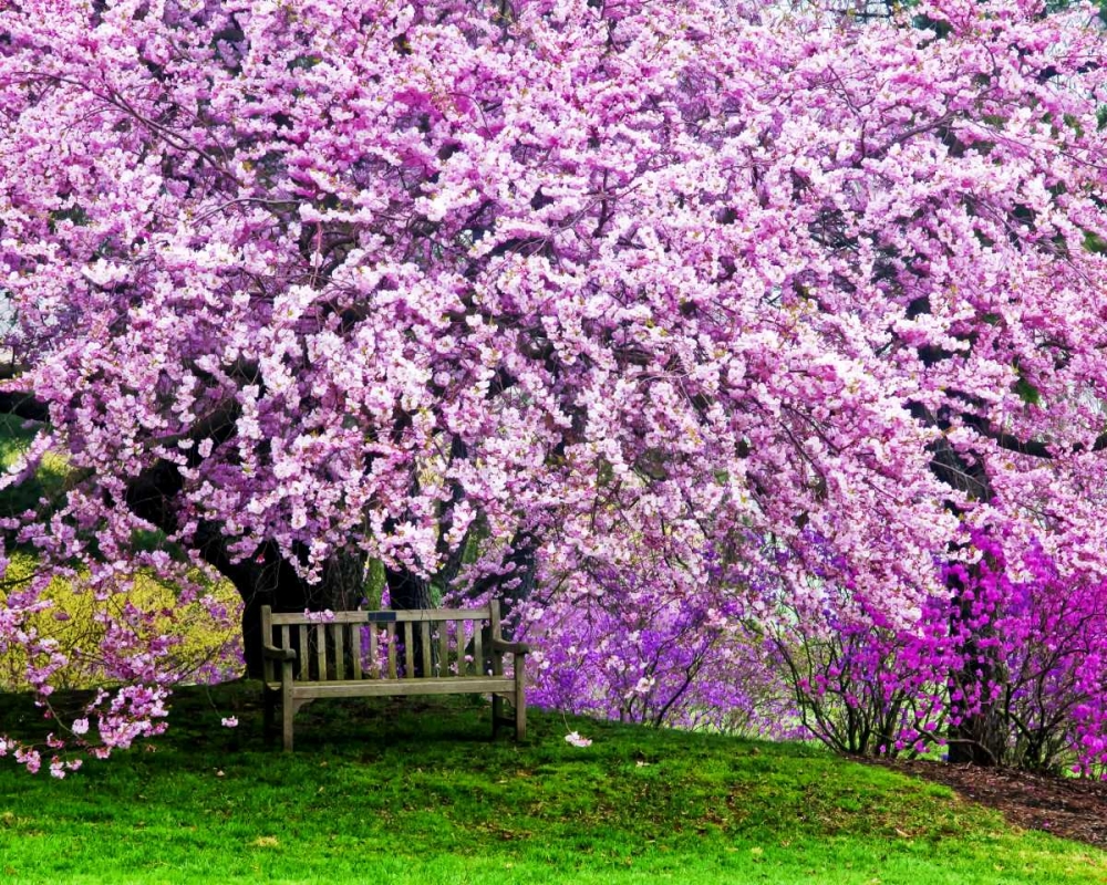 Art Print: Delaware, Wilmington Bench under cherry blossoms
