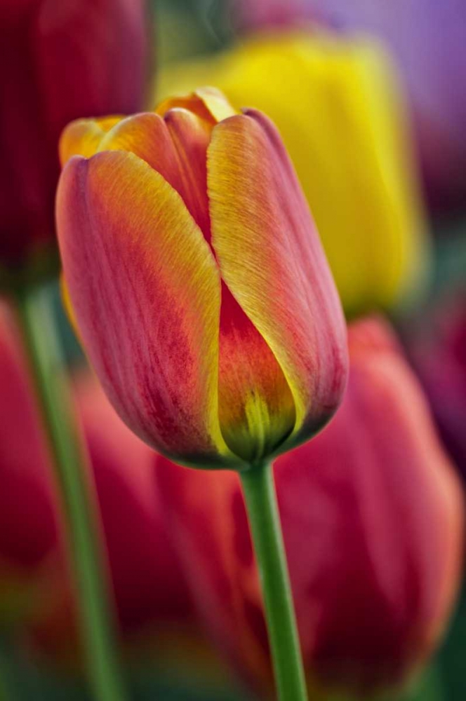 Art Print: Delaware Close-up of tulips