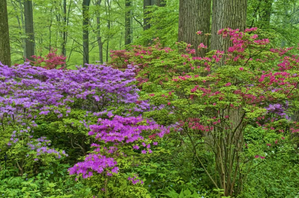 Art Print: Delaware, Blooming azaleas in forest