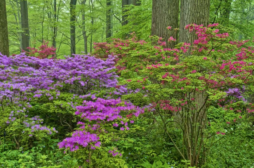 Wall Art Painting id:131385, Name: Delaware, Blooming azaleas in forest, Artist: OBrien, Jay