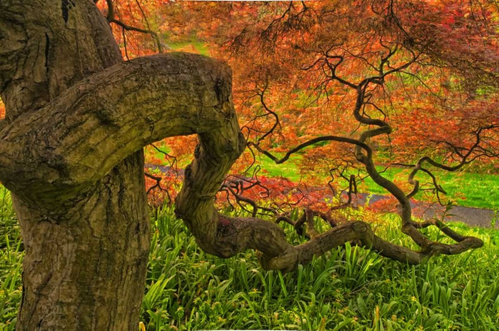 Wall Art Painting id:131362, Name: Delaware, Japanese maple tree, Artist: OBrien, Jay