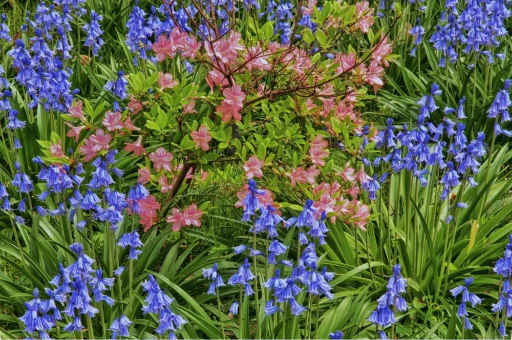 Wall Art Painting id:131400, Name: Delaware, Blooming azaleas and bluebells, Artist: OBrien, Jay