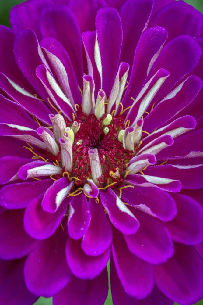 Art Print: Wilmington, Delaware, Detail of zinnia bloom