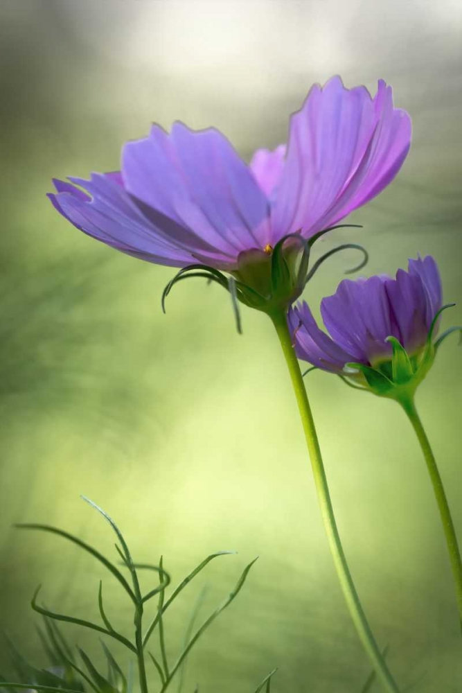 Art Print: Wilmington, Delaware Cosmos flowers