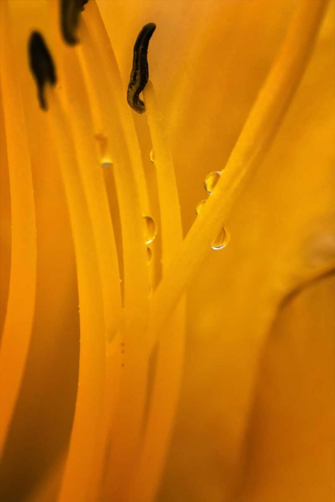 Art Print: Wilmington, Delaware Inside of day lily plant