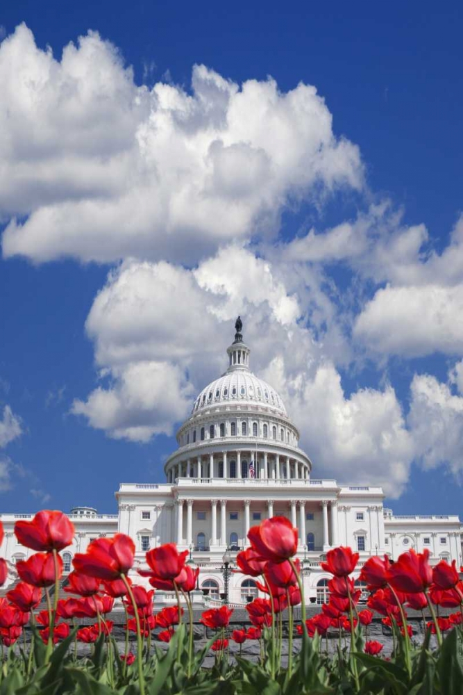 Wall Art Painting id:127613, Name: Washington DC, tulips by the Capitol building, Artist: Flaherty, Dennis