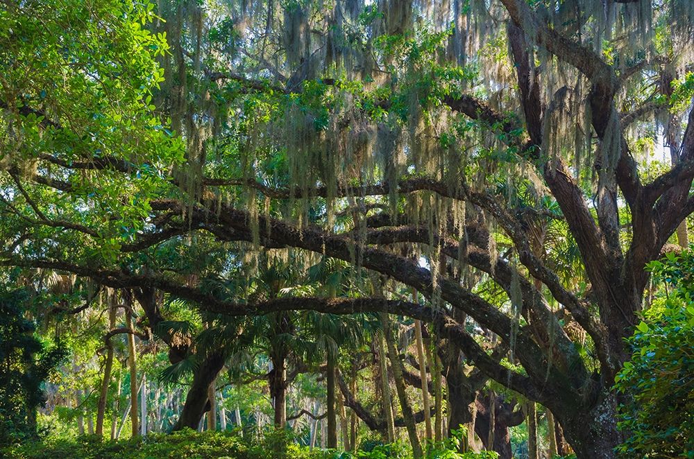 Wall Art Painting id:405209, Name: Florida-Tropical Garden with Palms and Living Oak covered in Spanish Moss, Artist: Miller, Anna