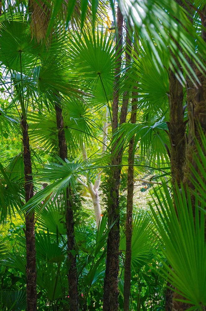 Wall Art Painting id:405215, Name: Florida-Tropical Garden Palms, Artist: Miller, Anna