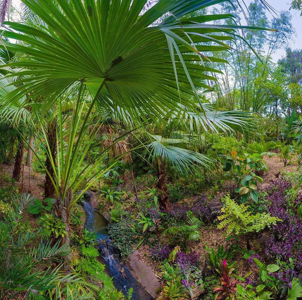 Wall Art Painting id:405220, Name: Florida-Tropical Garden with Palm Frond, Artist: Miller, Anna