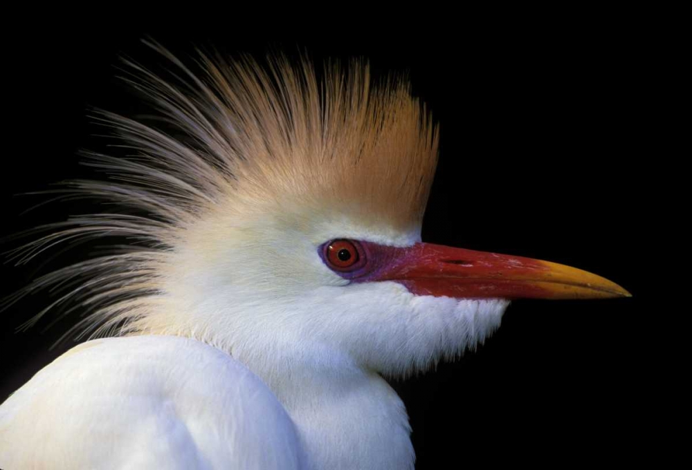 Wall Art Painting id:131252, Name: FL, St Augustine Cattle egret in white plumage, Artist: Morris, Arthur