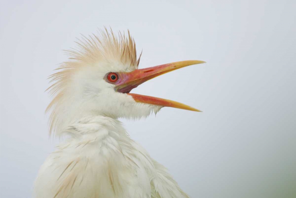 Wall Art Painting id:131113, Name: FL, St Augustine Portrait of cattle egret, Artist: Morris, Arthur