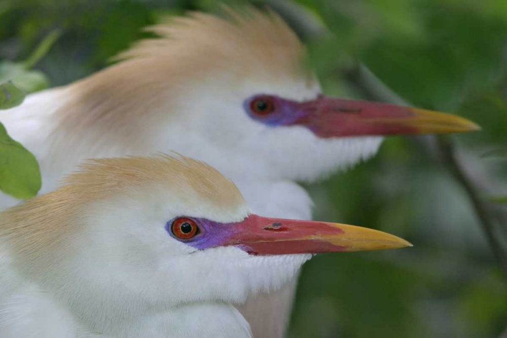 Wall Art Painting id:131246, Name: FL, St Augustine Portrait of two cattle egrets, Artist: Morris, Arthur