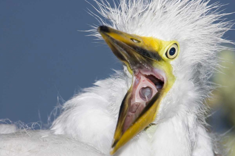 Wall Art Painting id:131135, Name: FL, St Augustine Great egret chick yawning, Artist: Morris, Arthur