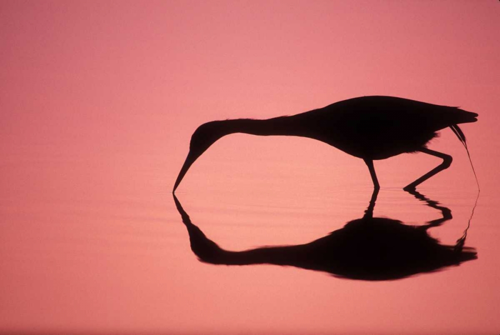 Wall Art Painting id:131048, Name: FL, Ding Darling NWR Little blue heron, Artist: Morris, Arthur