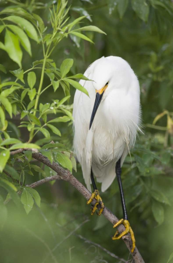 Wall Art Painting id:131117, Name: FL, St Augustine Snowy egret on tree limb, Artist: Morris, Arthur