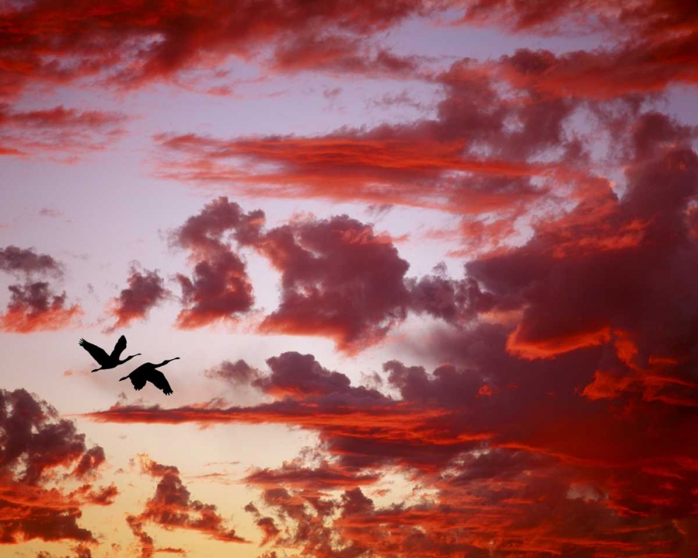 Wall Art Painting id:136767, Name: FL, Tampa Bay Silhouette of roseate spoonbills, Artist: Zuckerman, Jim