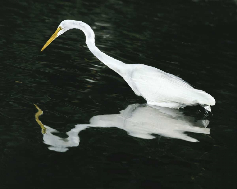 Wall Art Painting id:136647, Name: FL, Ding Darling NWR Great egret hunting, Artist: Zuckerman, Jim