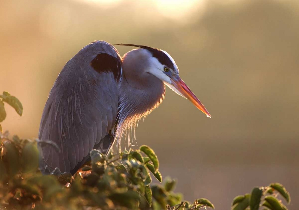 Wall Art Painting id:136720, Name: FL, Wakodahatchee Great blue heron on a tree, Artist: Zuckerman, Jim