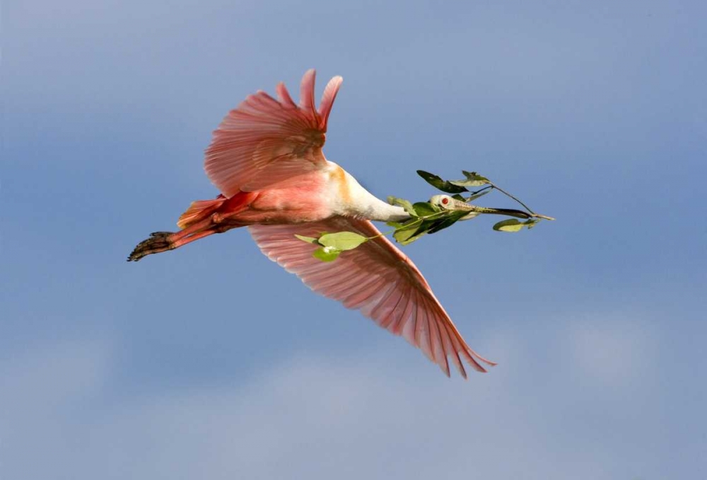 Wall Art Painting id:136658, Name: FL, Tampa Bay Roseate spoonbill in flight, Artist: Zuckerman, Jim