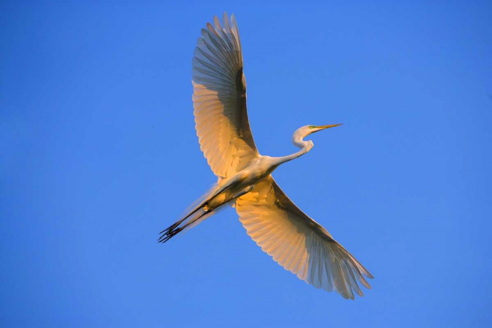 Wall Art Painting id:136812, Name: FL, St Augustine Great egret in flight at sunset, Artist: Zuckerman, Jim