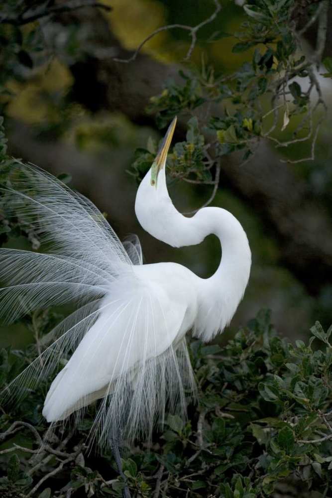 Wall Art Painting id:136671, Name: FL, St Augustine Great egret sky pointing, Artist: Zuckerman, Jim