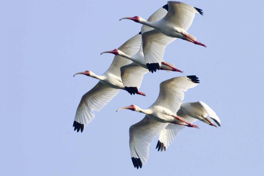 Wall Art Painting id:136031, Name: USA, Florida, Everglades NP Flying ibises, Artist: Williams, Joanne