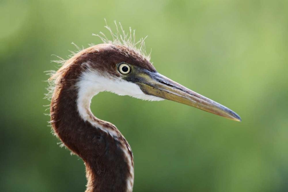 Wall Art Painting id:131073, Name: FL, Kissimmee Tricolored heron fledgling, Artist: Morris, Arthur