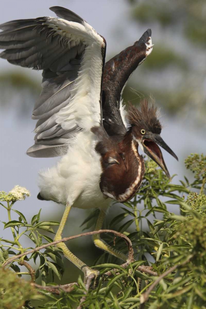 Wall Art Painting id:131039, Name: FL, Kissimmee Tricolored heron chick, Artist: Morris, Arthur